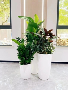 宁波奉化盆景租赁公司